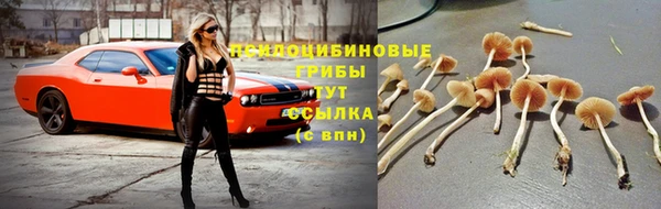 СК Михайловск
